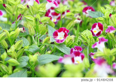 夏菫(ナツスミレ) or トレニア 夏菫(ナツスミレ) or トレニア 91484208