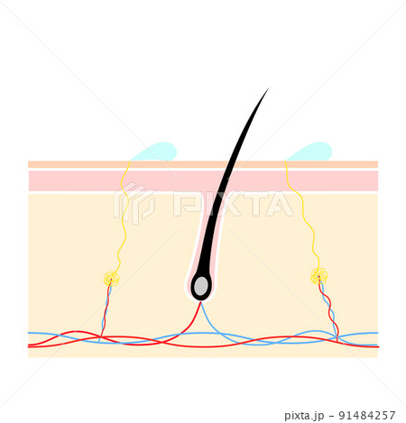 肌の断面図。健康な肌の構造を表すイラスト。 91484257