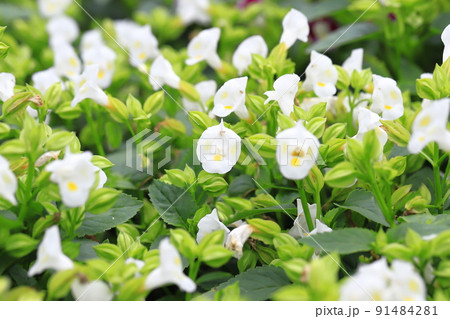 夏菫（ナツスミレ） or  トレニア 91484281