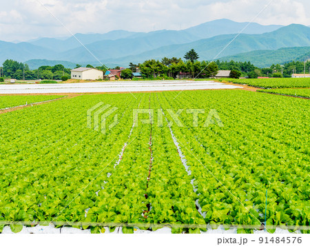 爽やかな八ヶ岳の景色 高原野菜の名産地 爽やかな八ヶ岳の景色 高原野菜の名産地 91484576