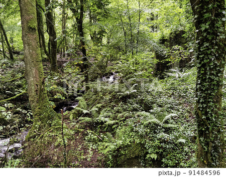 Kennall river - Kennall Vale Reserve, Cornwall, UK Kennall river - Kennall Vale Reserve, Cornwall, UK 91484596