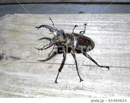 ミヤマクワガタ ミヤマクワガタ 91484624