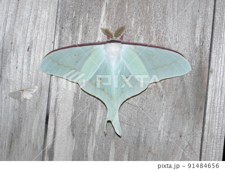 オオミズアオ オオミズアオ 91484656