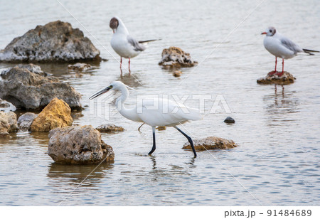The small white heron or Little egret stands in the lake 91484689