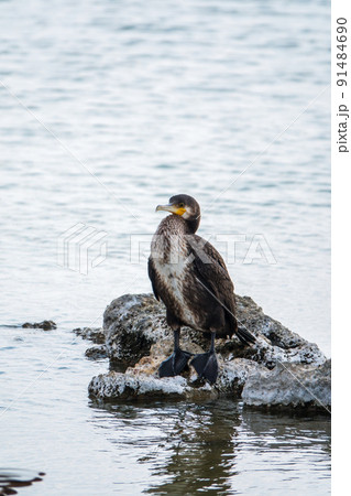 Great cormorant, Phalacrocorax carbo, standing on a stone on the sea shore. Great cormorant, Phalacrocorax carbo, standing on a stone on the sea shore. 91484690