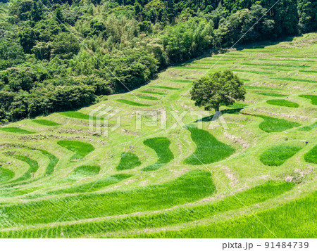 爽やかな初夏の房総半島の景色 新緑の美しい大山千枚田 爽やかな初夏の房総半島の景色 新緑の美しい大山千枚田 91484739