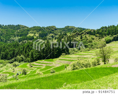 爽やかな初夏の房総半島の景色　新緑の美しい大山千枚田 91484751