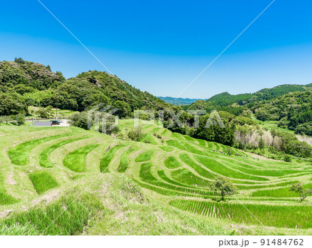 爽やかな初夏の房総半島の景色　新緑の美しい大山千枚田 91484762