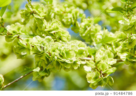 blooming tree in spring nature background with sunlight bokeh blooming tree in spring nature background with sunlight bokeh 91484786