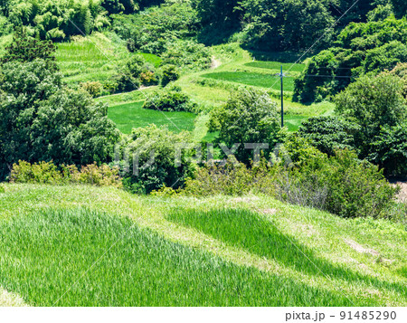 爽やかな初夏の房総半島の景色　新緑の美しい大山千枚田 91485290