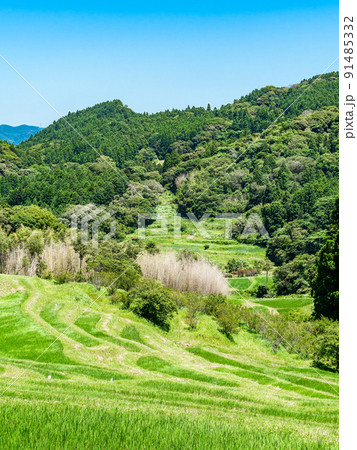 爽やかな初夏の房総半島の景色　新緑の美しい大山千枚田 91485332
