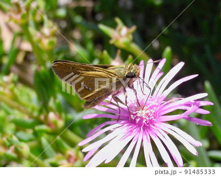 イチモンジセセリ 91485333