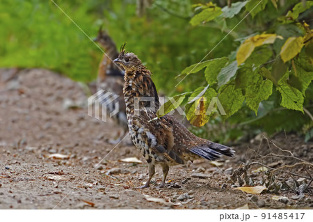 Rufous form of Ruffed Grouse, Bonasa umbellus 91485417