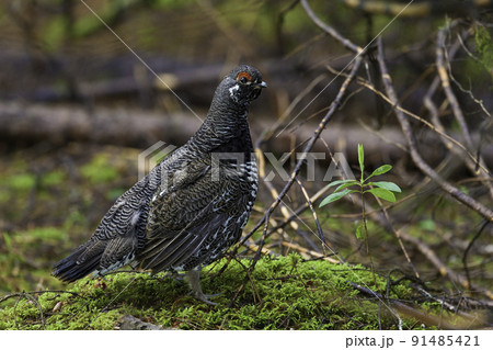 View of Male Spruce Grouse, Falcipennis canadensis, in boreal forest 91485421