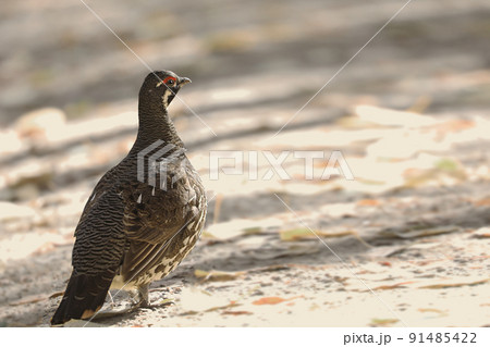 Scene of Male Spruce Grouse, Falcipennis canadensis, in boreal forest 91485422