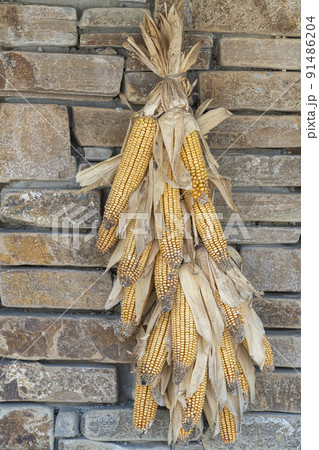 tied corn cobs on the wall as decoration tied corn cobs on the wall as decoration 91486204