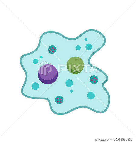 Amoeba cell. Small unicellular animal. Virus and bacteria. Amoeba cell. Small unicellular animal. Virus and bacteria. 91486539