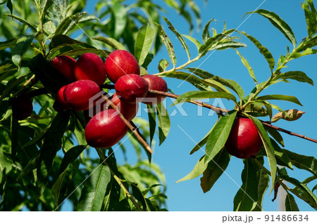 Beautiful close up with red fruits of ripe nectarines on the tree. 91486634