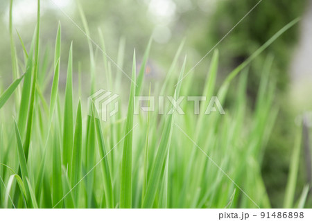 Green grass texture as background. Perspective view and selective focus. artistic abstract spring or summer background with fresh grass as banner or eco wallpaper. Leaves blur effect. Macro nature. Green grass texture as background. Perspective view and selective focus. artistic abstract spring or summer background with fresh grass as banner or eco wallpaper. Leaves blur effect. Macro nature. 91486898