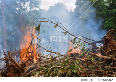 Preparation land on burnt forest that was uprooted for the construction of new houses Preparation land on burnt forest that was uprooted for the construction of new houses 91488502