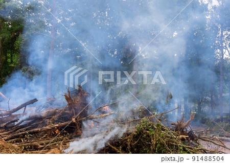 Preparation of the land for the construction of houses and burning of uprooted forests Preparation of the land for the construction of houses and burning of uprooted forests 91488504