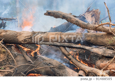 Burning the uprooted forest for the construction of new houses 91488505