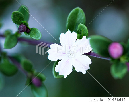ハクチョウゲの花 ハクチョウゲの花 91488615