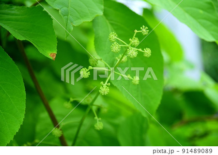 独活の花 91489089