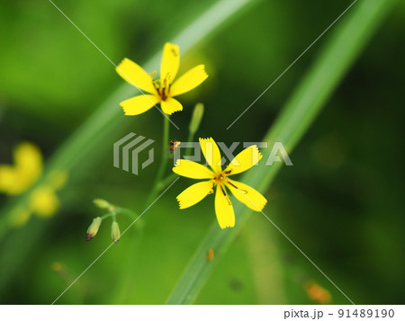 自生するニガナ 91489190