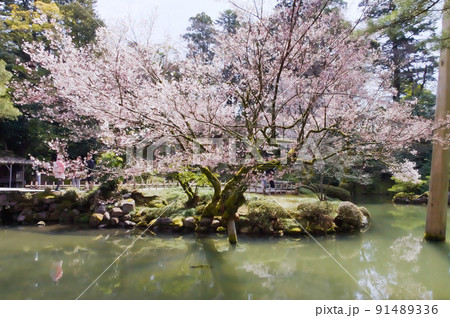 春の兼六園 91489336