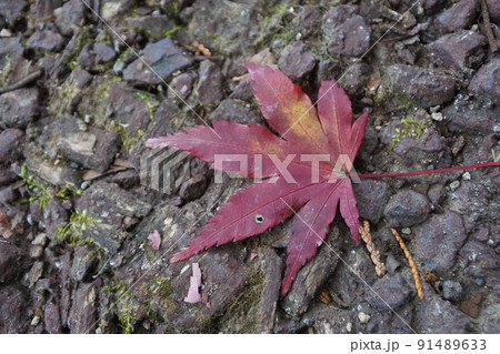 紅葉、モミジ、赤、紅、茜、晩秋 91489633