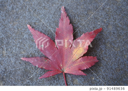 紅葉、モミジ、赤、紅、茜、晩秋 91489636