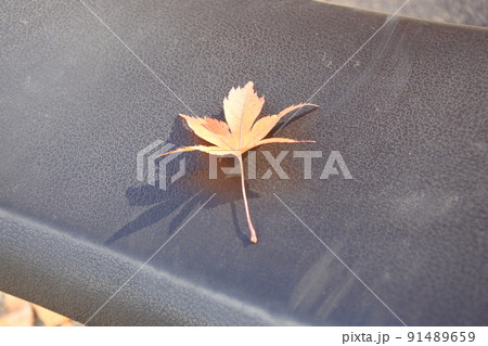 紅葉、モミジ、赤、紅、茜、晩秋、遊具 91489659