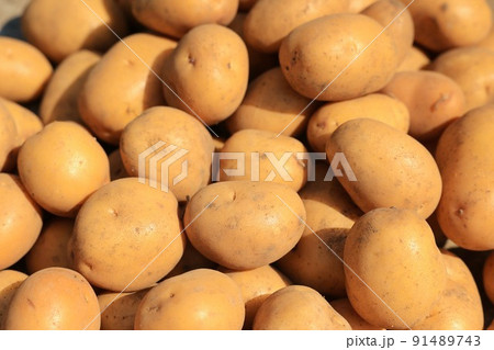 インカのめざめ 収穫 インカのめざめ 収穫 91489743