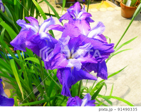 鮮やかな花菖蒲 91490335