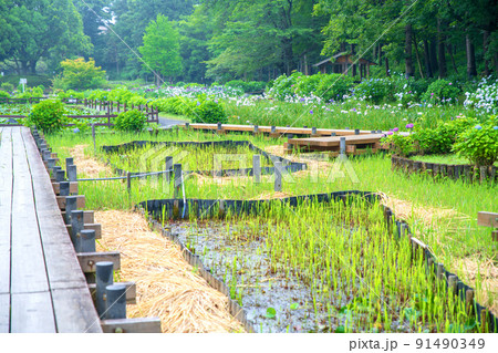 菖蒲園　梅雨の風物詩　丸山公園 91490349