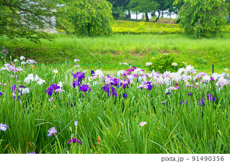 菖蒲園 梅雨の風物詩 丸山公園 菖蒲園 梅雨の風物詩 丸山公園 91490356