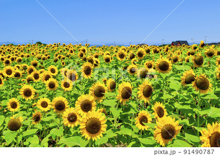 横須賀市　ソレイユの丘　ひまわり畑 91490787