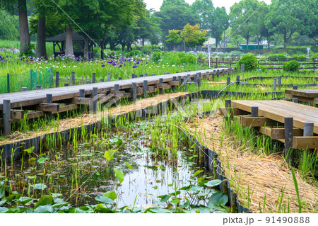 菖蒲園　梅雨の風物詩　丸山公園 91490888