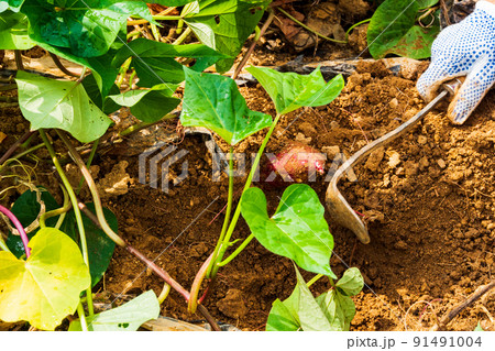サツマイモ 幹 葉 91491004