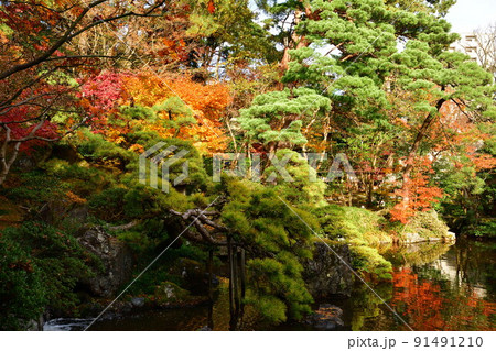 旧齋藤家別邸の紅葉（新潟県） 91491210