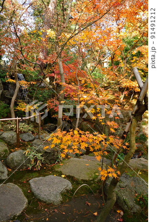旧齋藤家別邸の紅葉(新潟県) 旧齋藤家別邸の紅葉(新潟県) 91491212