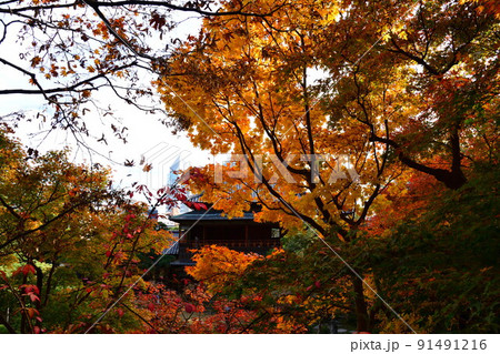 旧齋藤家別邸の紅葉(新潟県) 旧齋藤家別邸の紅葉(新潟県) 91491216