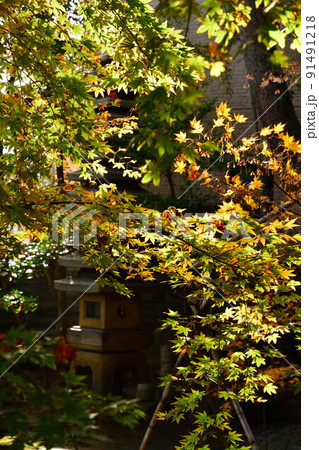 旧齋藤家別邸の紅葉(新潟県) 旧齋藤家別邸の紅葉(新潟県) 91491218