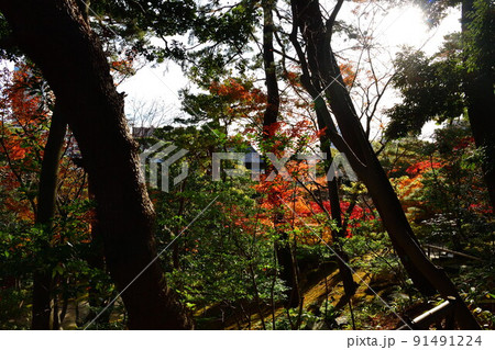 旧齋藤家別邸の紅葉（新潟県） 91491224