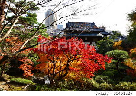 旧齋藤家別邸の紅葉（新潟県） 91491227