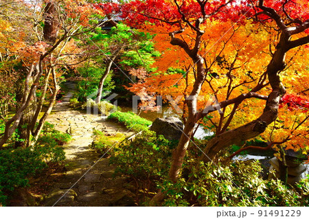 旧齋藤家別邸の紅葉(新潟県) 旧齋藤家別邸の紅葉(新潟県) 91491229