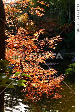 旧齋藤家別邸の紅葉（新潟県） 91491235