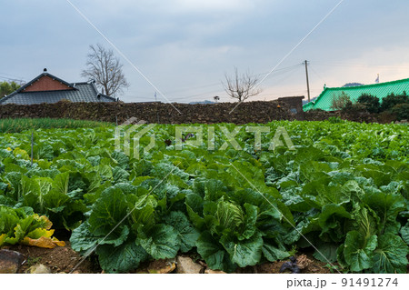 白菜畑 秋 風景 91491274