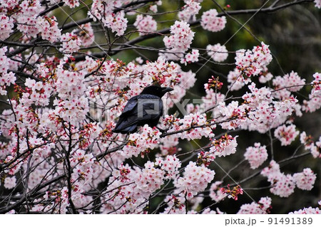 満開の桜とカラス 91491389
